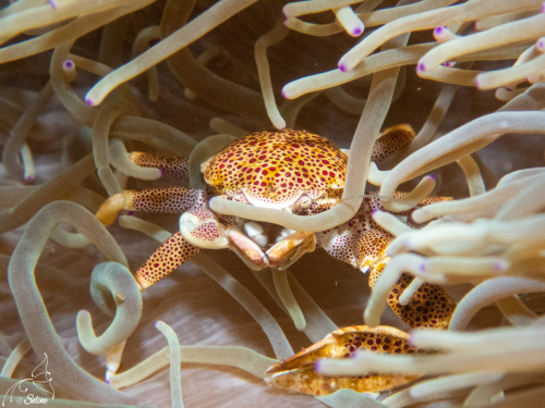Bali | Crabe porcelaine