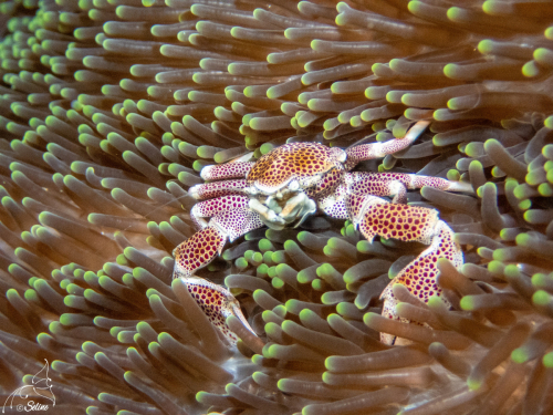 Bali | Crabe porcelaine