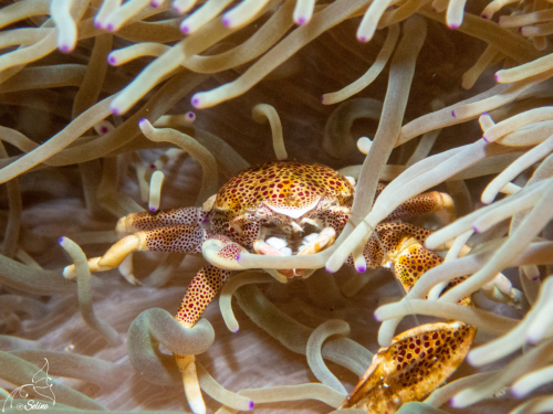 Bali | Crabe