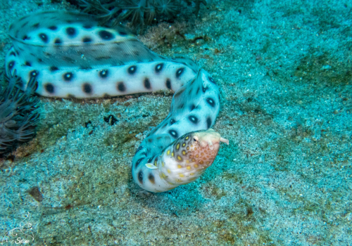 Bali | Serpent marin