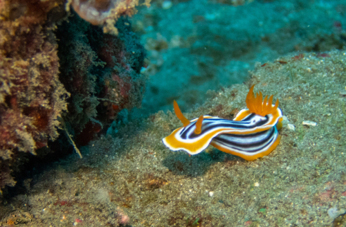 Bali | Nudibranche