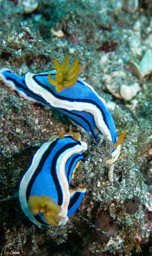 Bali | Nudibranche