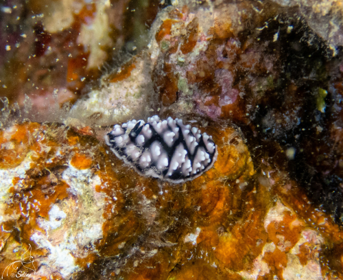 Bali | Nudibranche