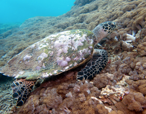 Bali | Tortue