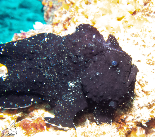 Bali | Frogfish