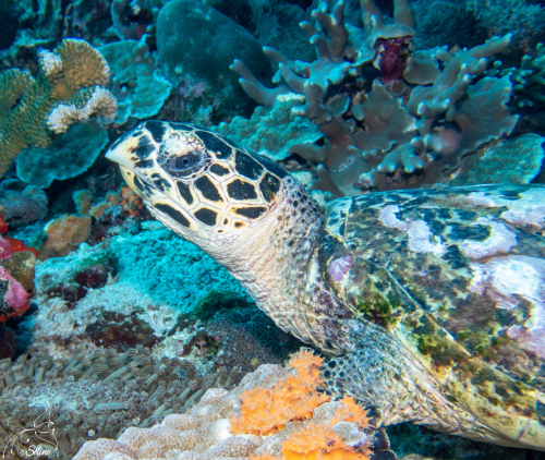 Bali | Tortue
