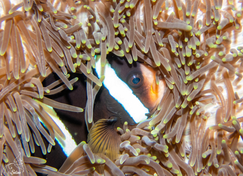 Bali | Poisson-clown