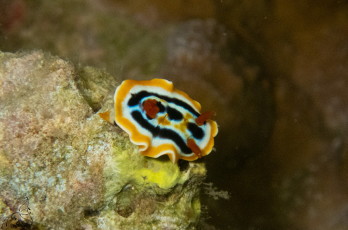 Bali | Nudibranche