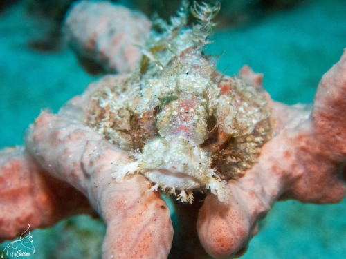 Bali | Poisson-scorpion