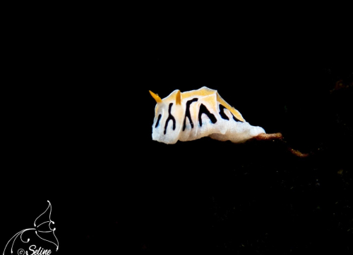 Bali | Nudibranche