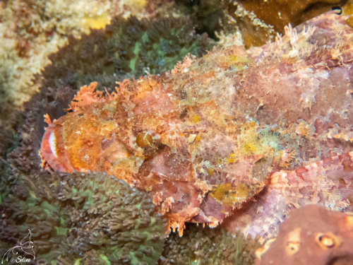 Bali | Poisson Scorpion
