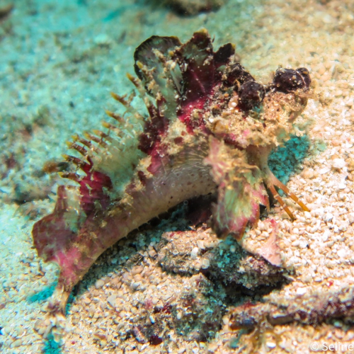Raja Ampat - 2019