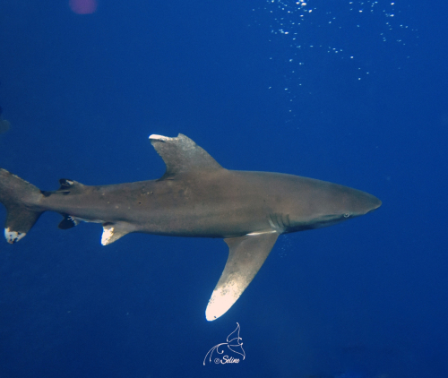 Egypt_BDE_2023
