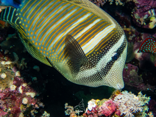 Egypt_BDE_2023