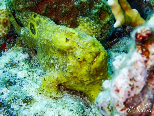 bonaire_frogfish_2