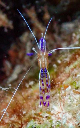 bonaire_crevette_2