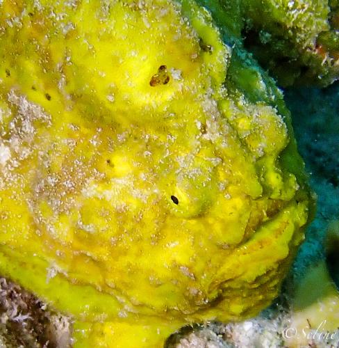 bonaire_frogfish_1