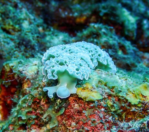 bonaire_nudibranche_1