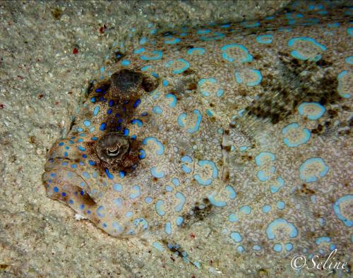 bonaire_divers_1