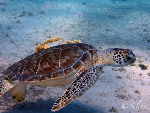 bonaire_tortue_2