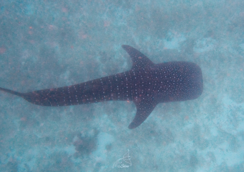 Maldives 2024