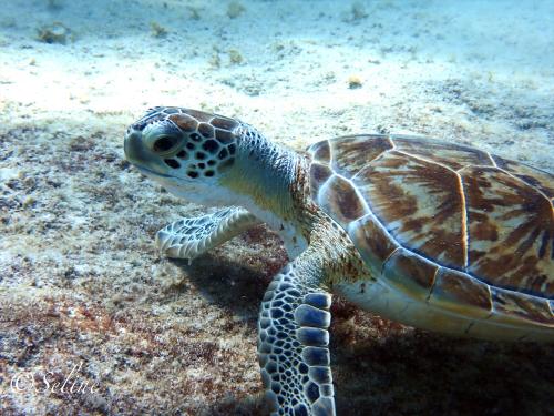 bonaire_tortue_1
