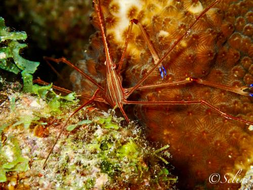 bonaire_crevette_1