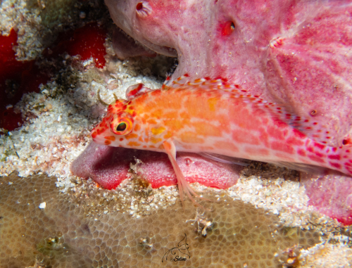 Maldives 2024