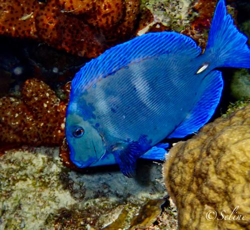 bonaire_divers_2