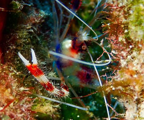 bonaire_crevette_3