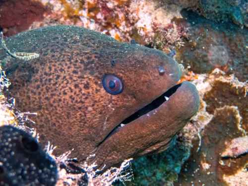 Maldives 2024